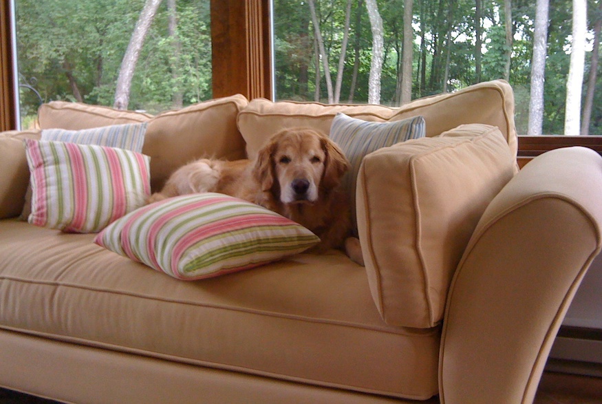 Tips For Buying Pet Friendly Couches